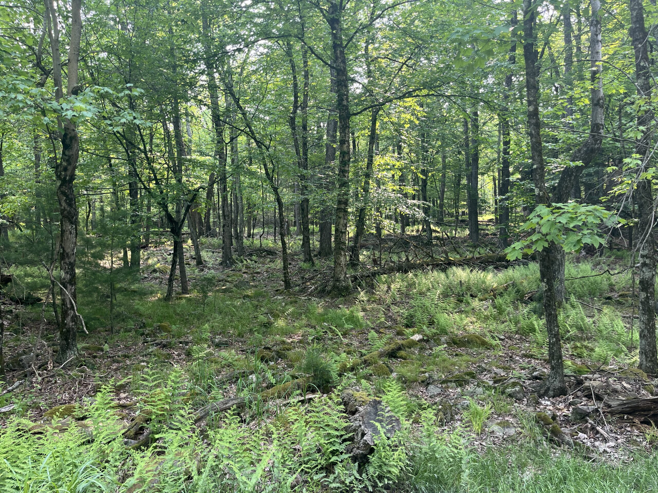 Lush forest reserve with trees and ferns covering the forest ground