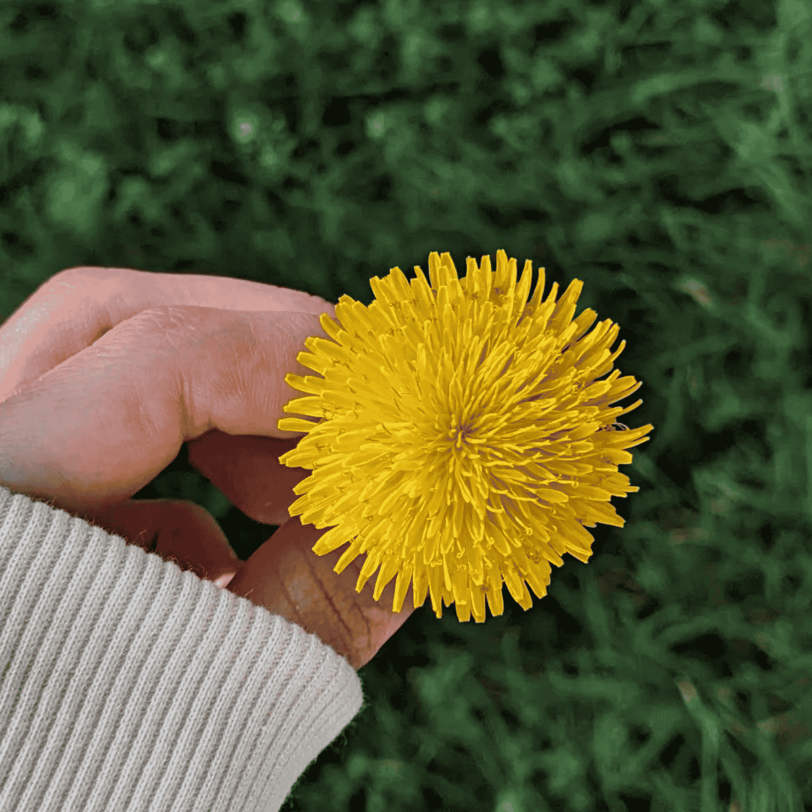 a hand gently holding the stem of a fully bloomed yellow dandelion bloom in the grass