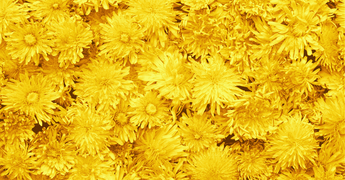 an image entirely filled with yellow dandelions blooms