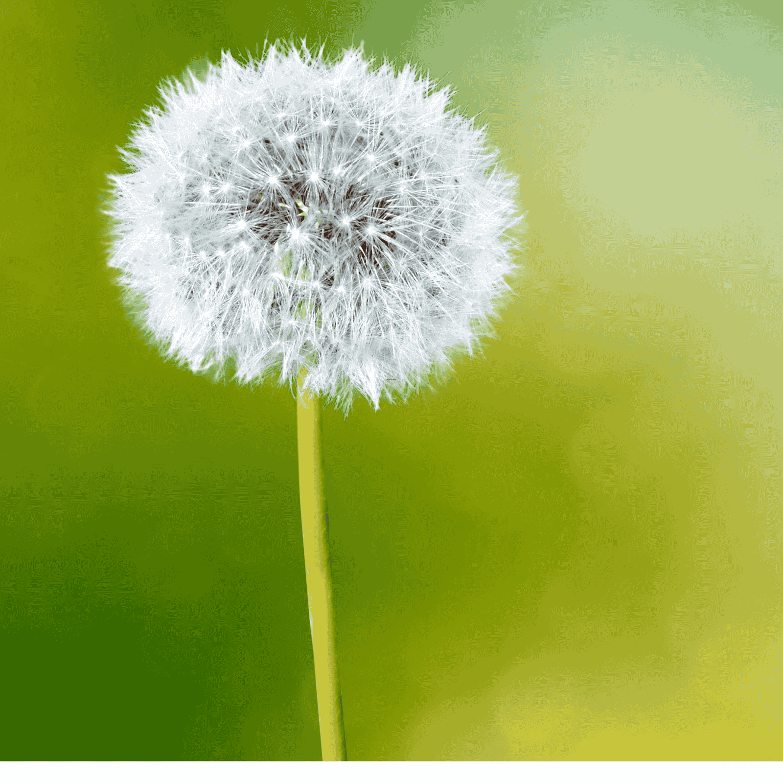 a dandelion puffball or clock with a blurry green baackground