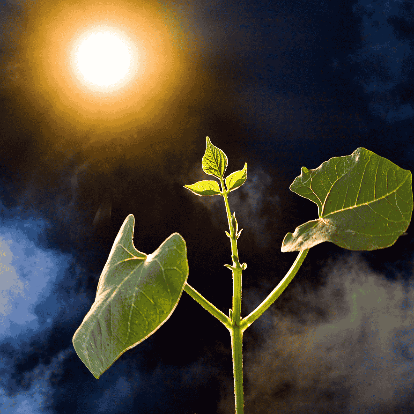 a green seedling with the sun shining on it to represent photosynthesis