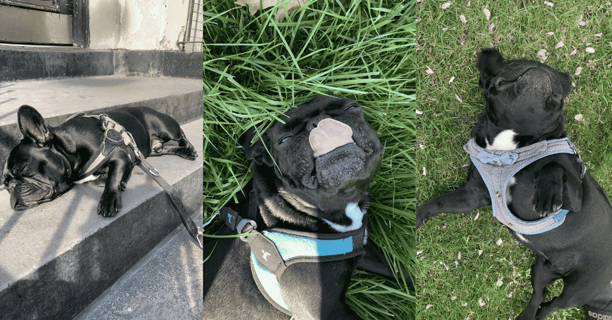 three pictures of a black french bulldog lying down and refusing to walk