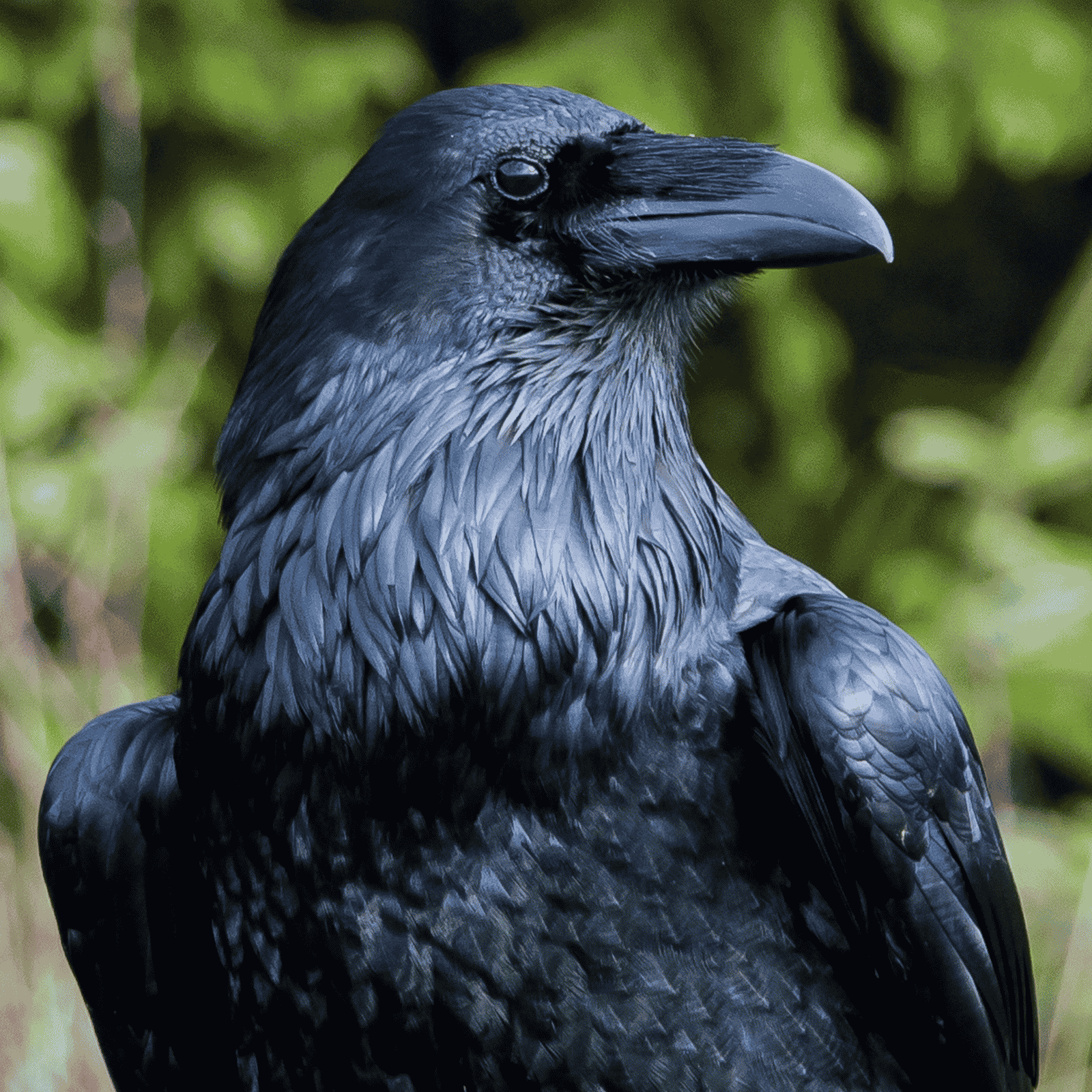 A close up of a raven with a blurry background of green foliage to reflect the experience with the raven