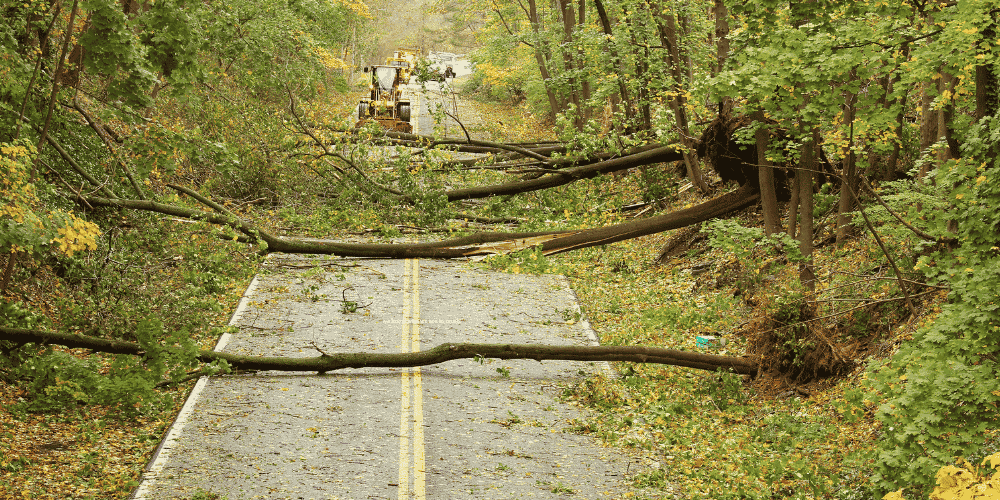 A road with multiple trees blocking it representing the tree that fell and took out the power line in this piece about the power of trust.