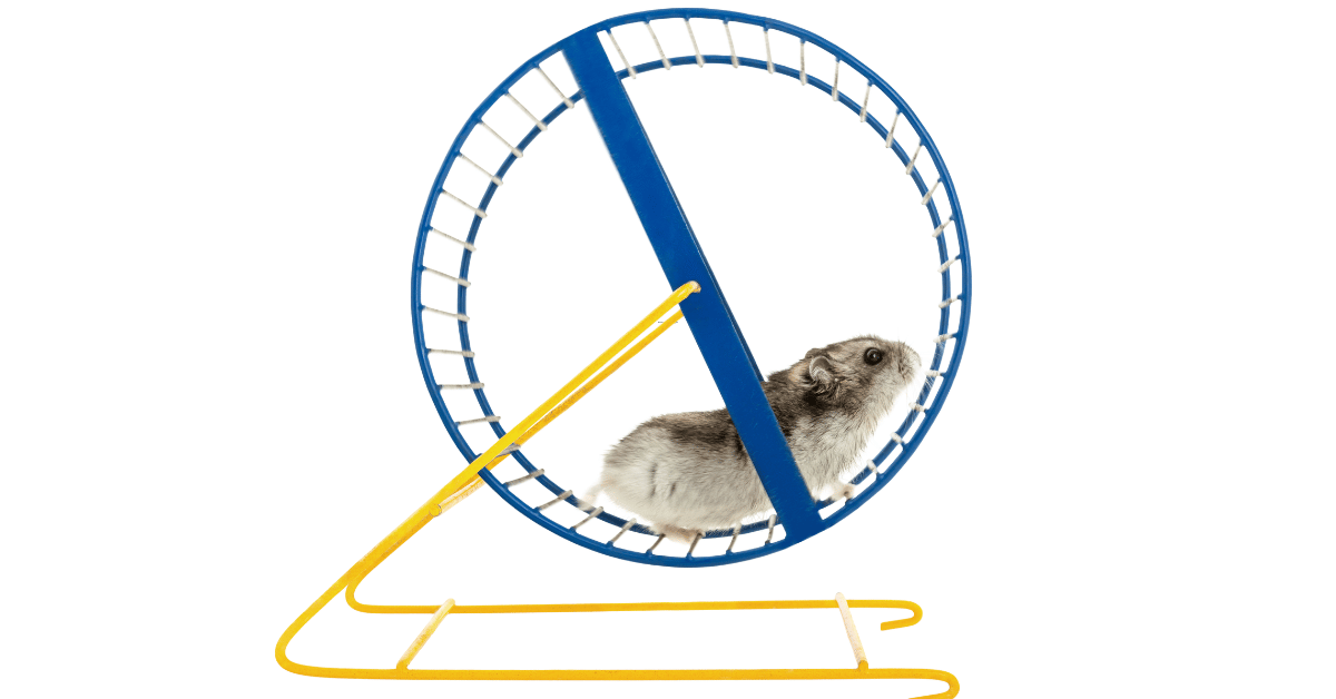 A hamster on a wheel refelecting the metaphor of being on a hamster wheel when you repeat the same pattern, belief, behavior over and over again.