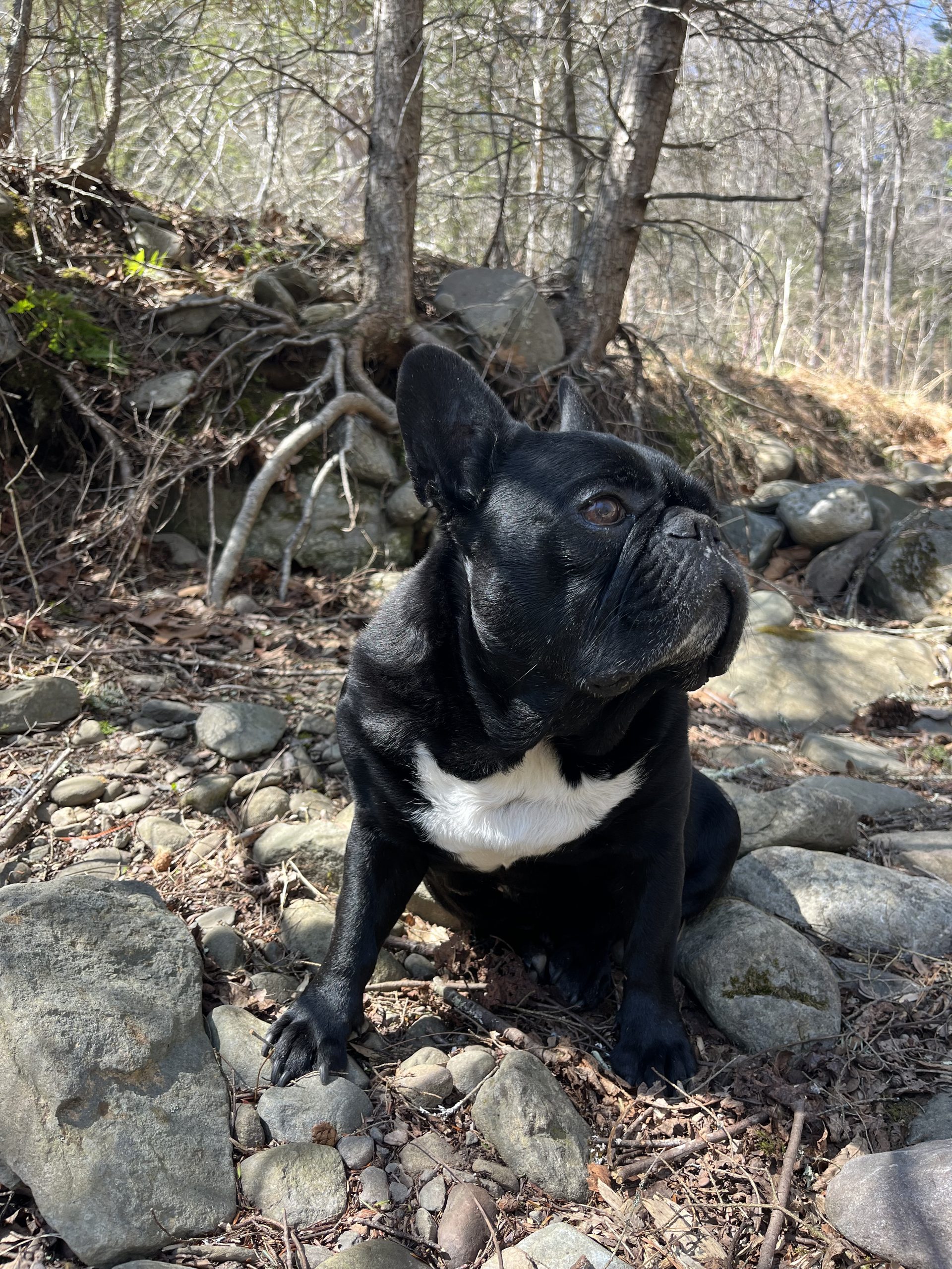 Pepper, a black french bulldog with a white chest sitting in the woods