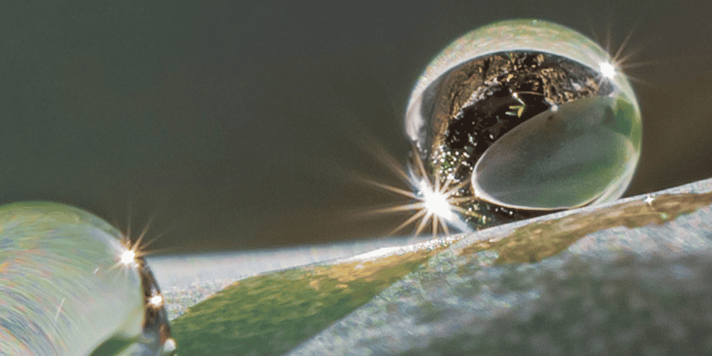 A close up of dew drops being illuminated by the sun to reflect the interconnectedness of all things.
